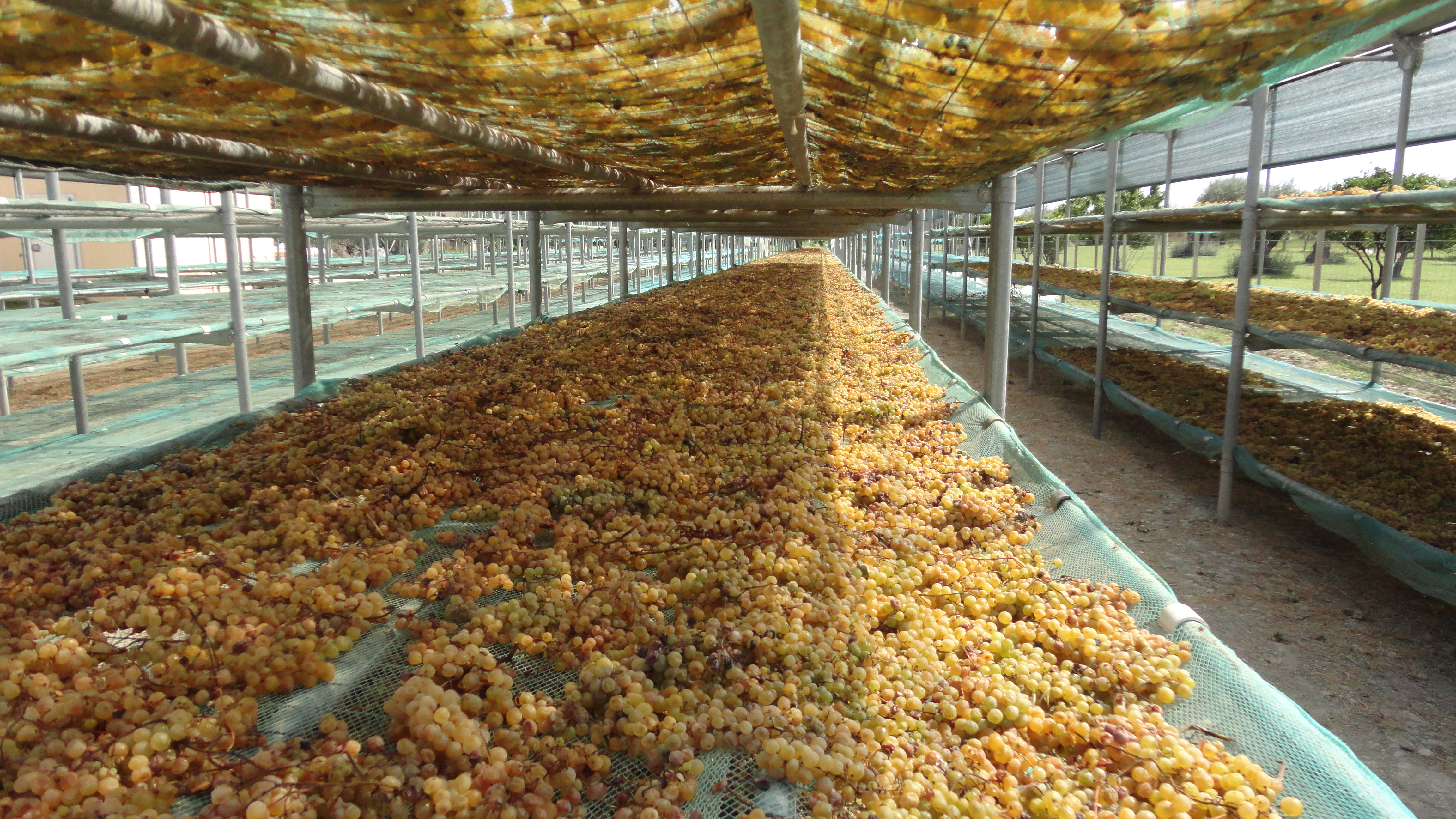 Tenuta Dioscuri