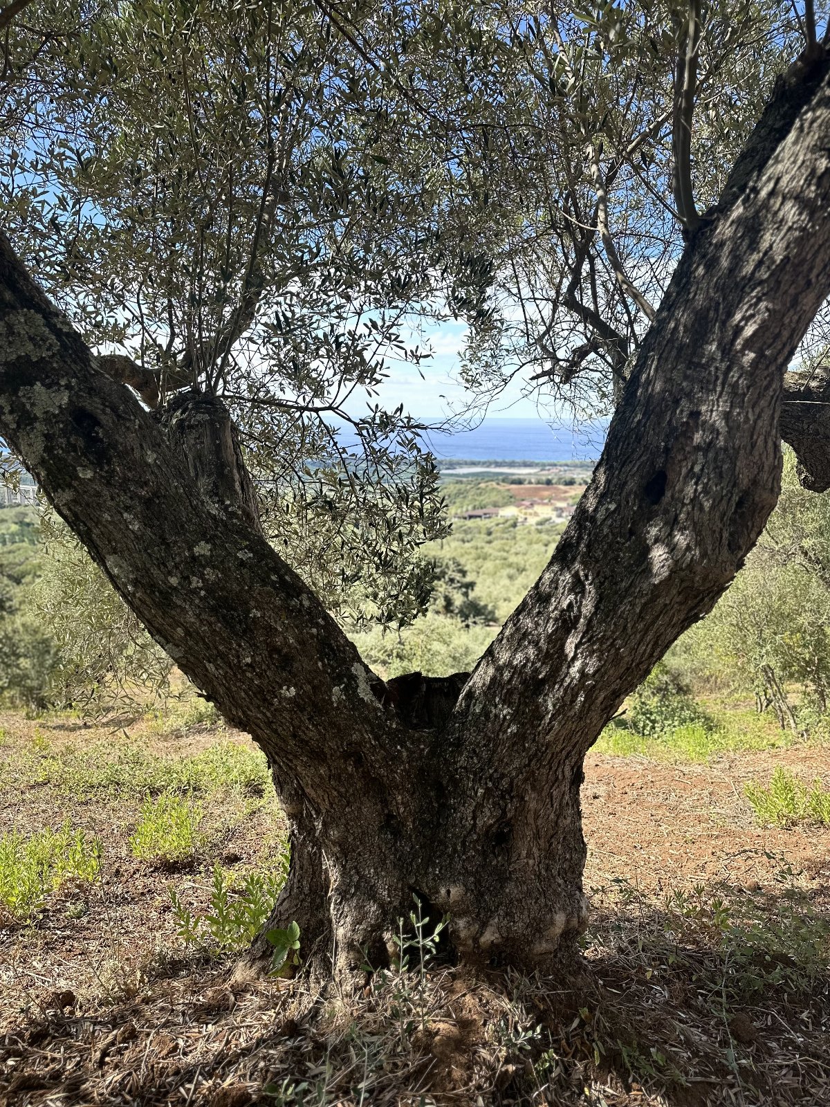 Villa esclusiva tra gli ulivi con vista mare e assoluta tranquillità vicino a Pizzo