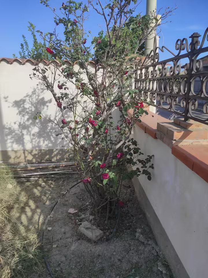 Villa Ausilia