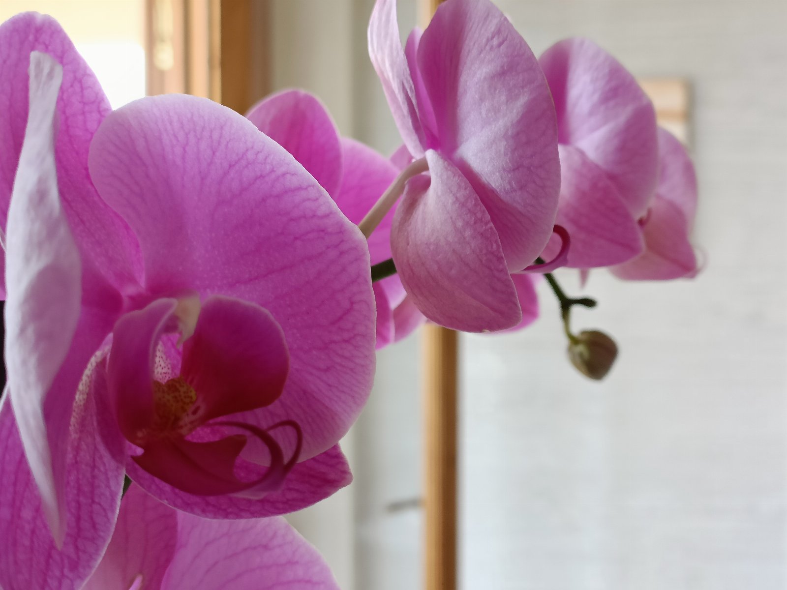 Villa Orchidea vista mare