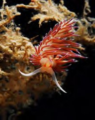 Albergo diffuso