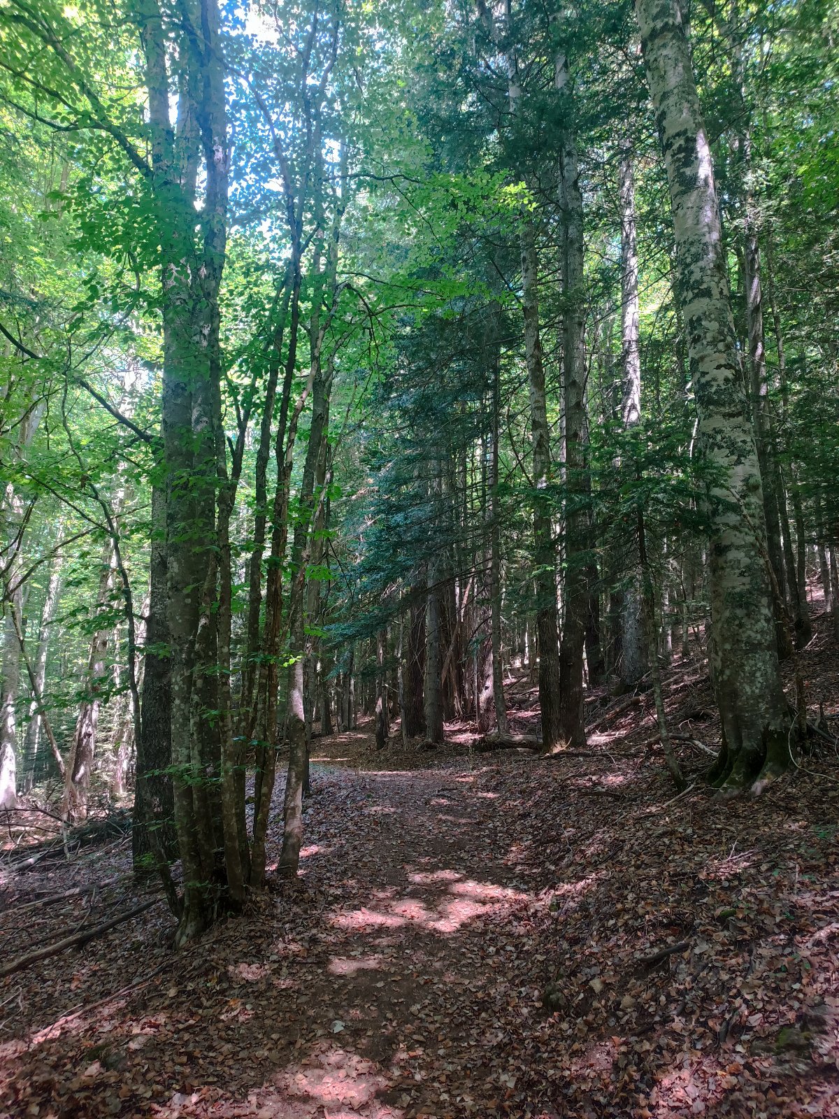 Pungitopo, un chaleureux appartement à la montagne