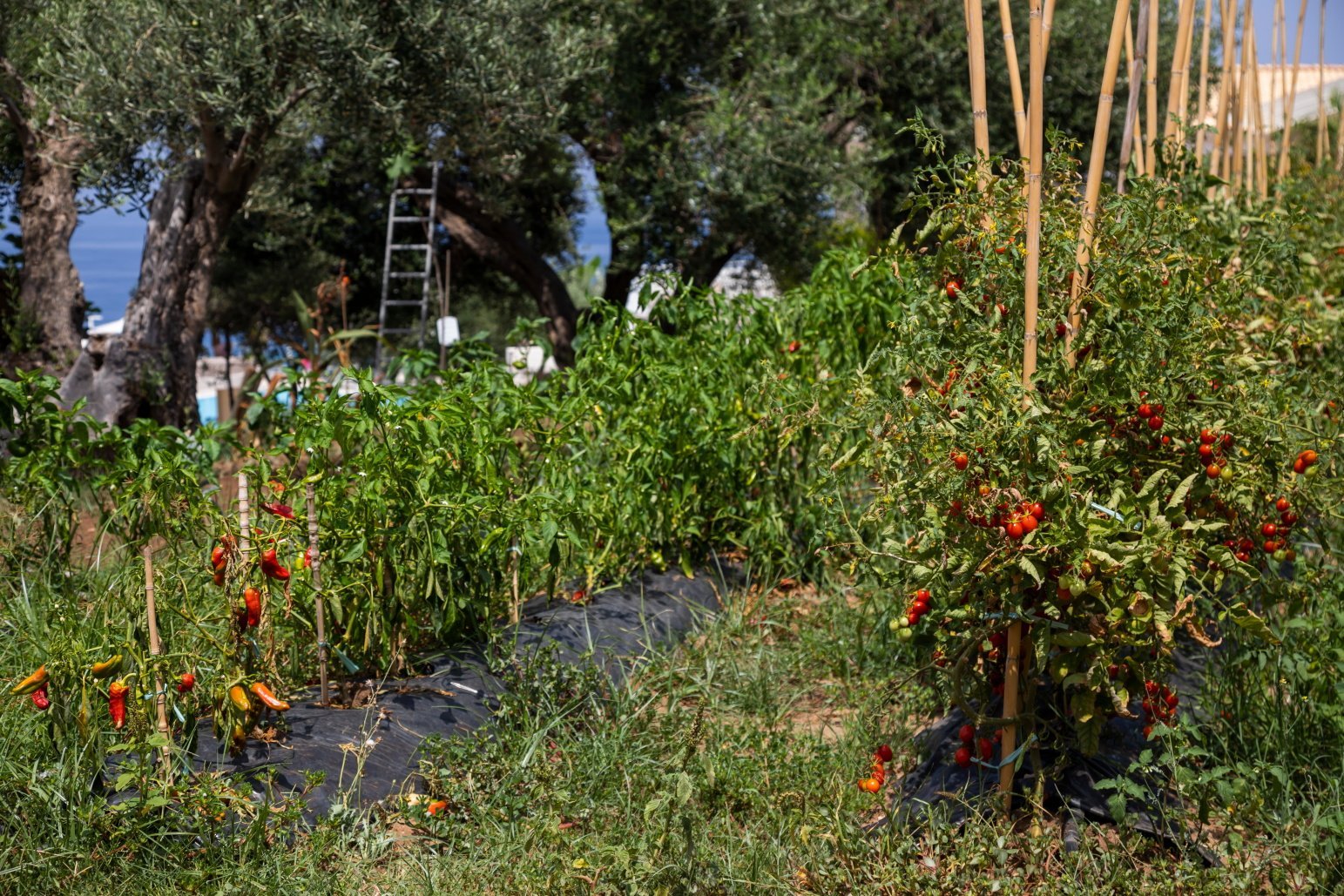 Appartamenti Trilocale 3 posti con cucina vista mare. Spiaggia privata. Sunset Yoga.